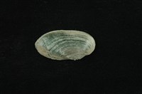 藏品(石蚌)的圖片